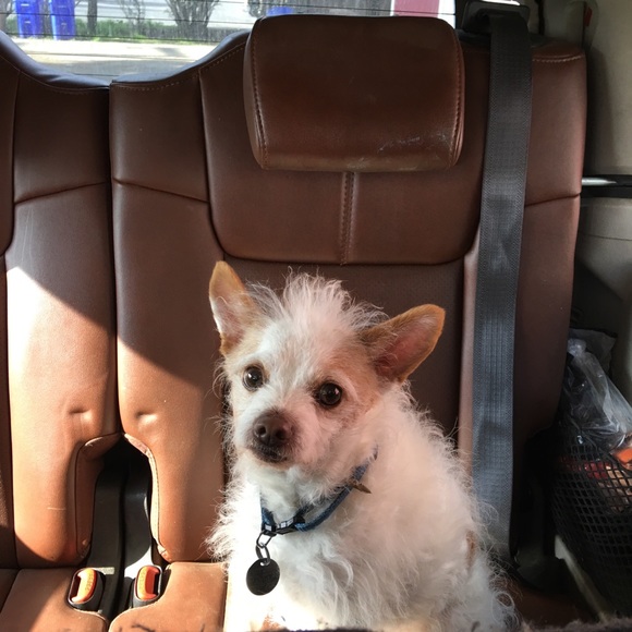 Teddy - Picture 1 of 8